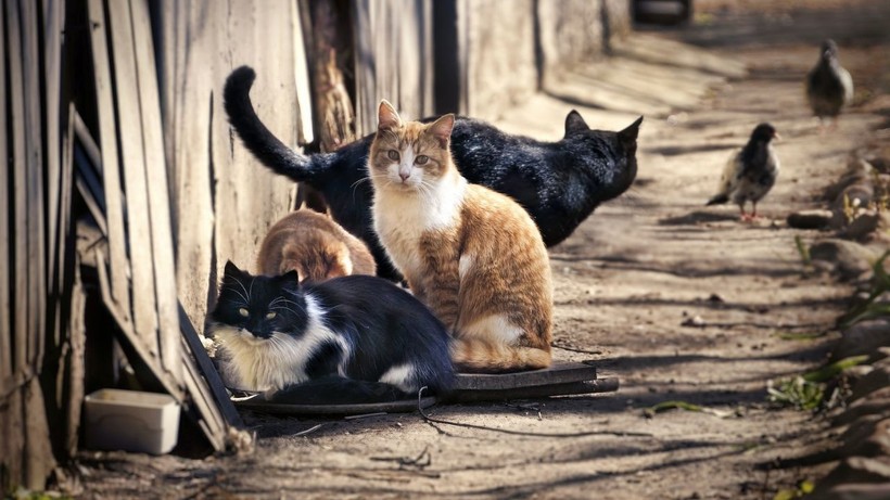 Antalya'da 10 Kedi Ölü Bulundu, İnceleme Başlatıldı