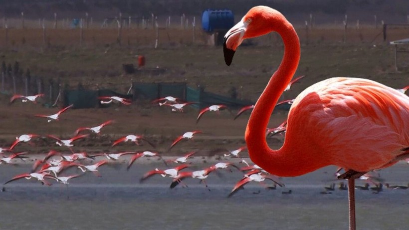 Flamingoların Sığınağı Alarm Veriyor: Sel Kapanı Baraj Gölü'nde Büyük Tehlike