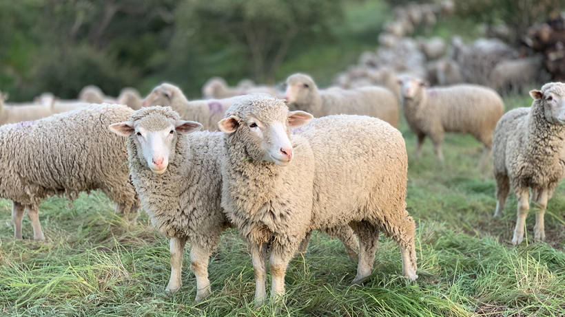 Ülke Alarma Geçti! İlk Kez Koyunda Kuş Gribi Tespit Edildi
