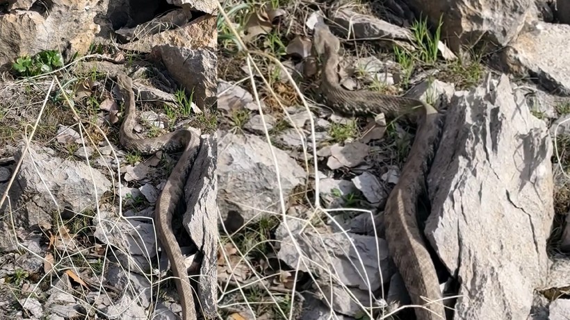 Kayalıkların Arasından Çıktı, Görenler Tekrar Tekrar Baktı