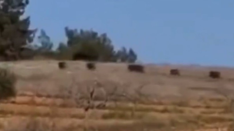 Mahalleye Yaklaşan Domuz Sürüsü Panik Yarattı