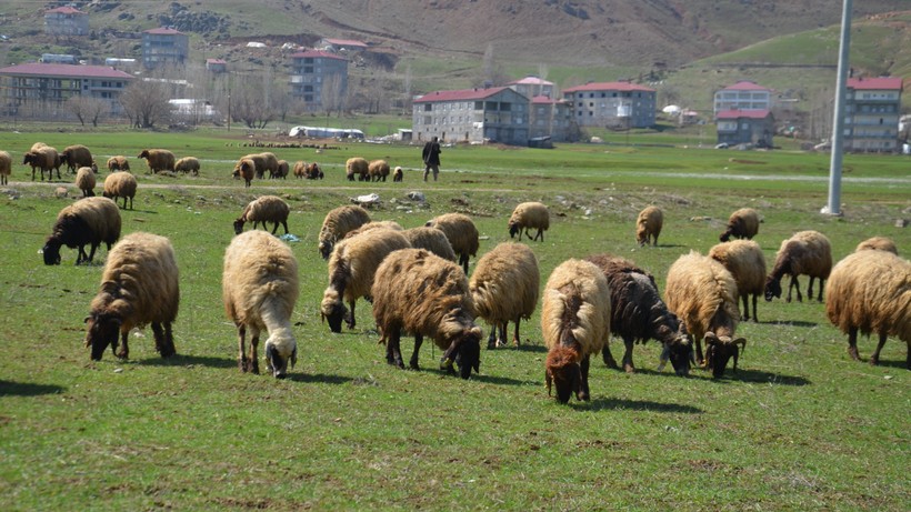 Kışın Etkisi Azalınca Hayvanlar Meralara Çıktı