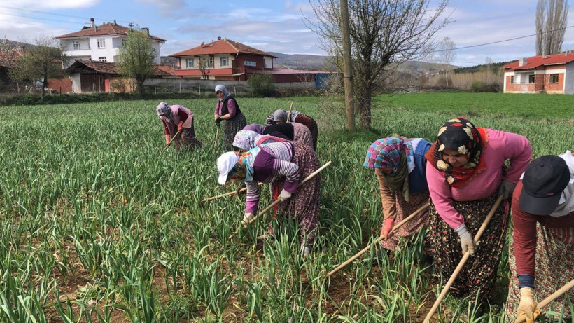 Beyaz Altın Mesaisi Başladı: Çiftçiler Tarlaya İndi! Büyük Hasatta Geri Sayım