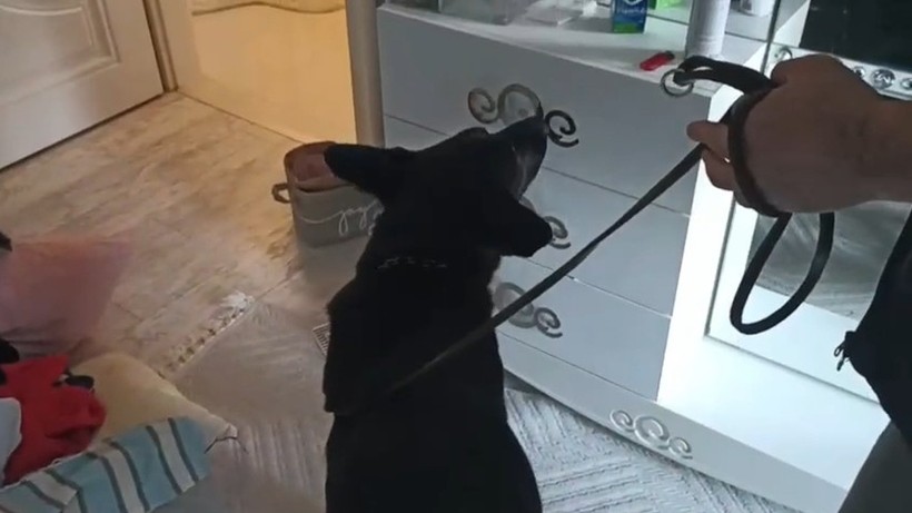 Narkotik Köpeği Tony, Evdeki Uyuşturucuyu Buldu