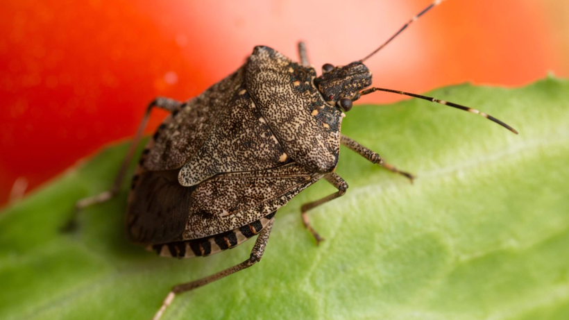 Bu Böceği Getiren Büyük Ödül Verilecek: Belediye Düğmeye Bastı, Resmen Ücretsiz Olacak!