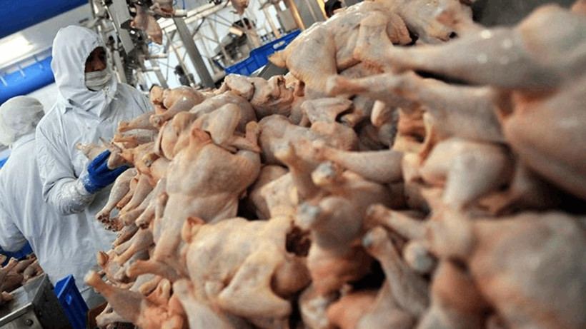 Dev Tavuk Zincirinde Ölümcül Bakteri! Her Eve Giriyordu, Marketlerden Toplatılıyor