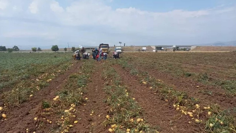 Halk Arasında Nazar Otu Diye Biliniyor: Cebinde 3 Tane Taşıyanı Kazadan Beladan Koruyor