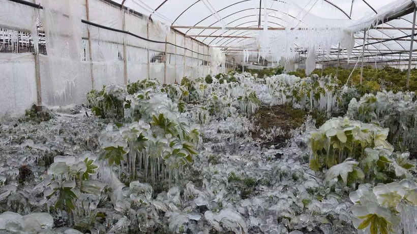 Meteoroloji Uyardı Çok Kuvvetli Geliyor! Çiftçileri Yıkan Haber, Hepsi Yok Olacak: Bu Gece Başlıyor 6 İle Dikkat
