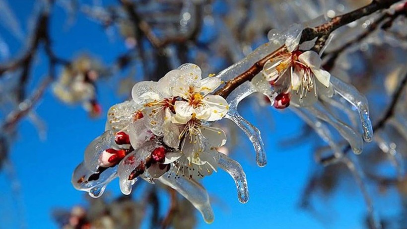 Niğde'de Çiftçilere Zirai Don Uyarısı