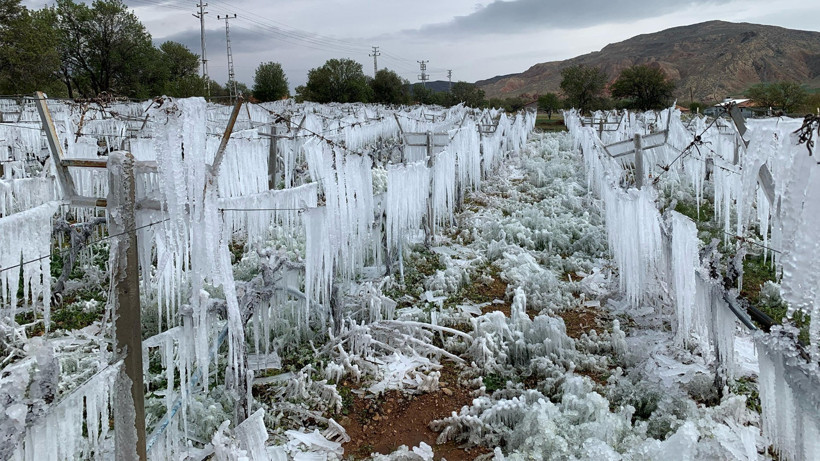 Zirai Don Tehlikesini Öyle Bir Yöntemle Atlattı ki... Duyan Şaştı Kaldı