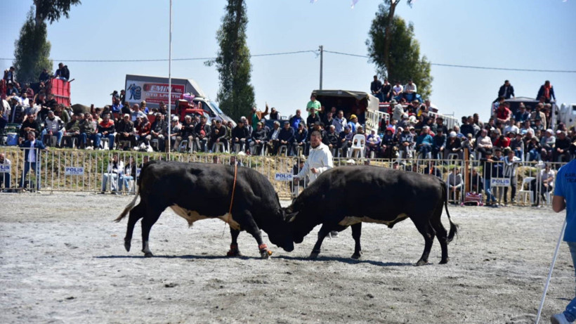 Aydın İncirliova'da Pehlivan Boğalar Nefes Kesti