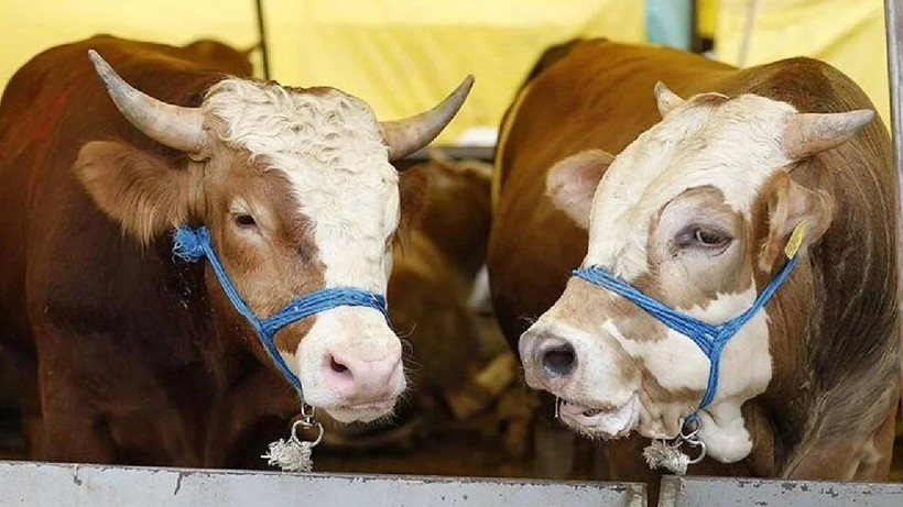 2025 Kurban Hisse Bedelleri Belli Oldu: Kurban Bayramı'nda Kim Nerede Kaç Liraya Kurban Kesecek?