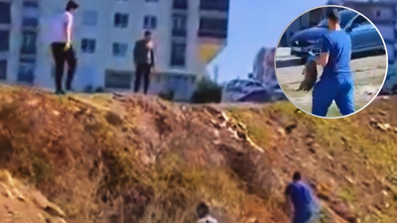 Mamak'ta Bir Vicdansızlık Daha! Yavru Köpeklerin Çığlığı Yürek Dağladı: 'Zulmü Durdurun' Çağrısı