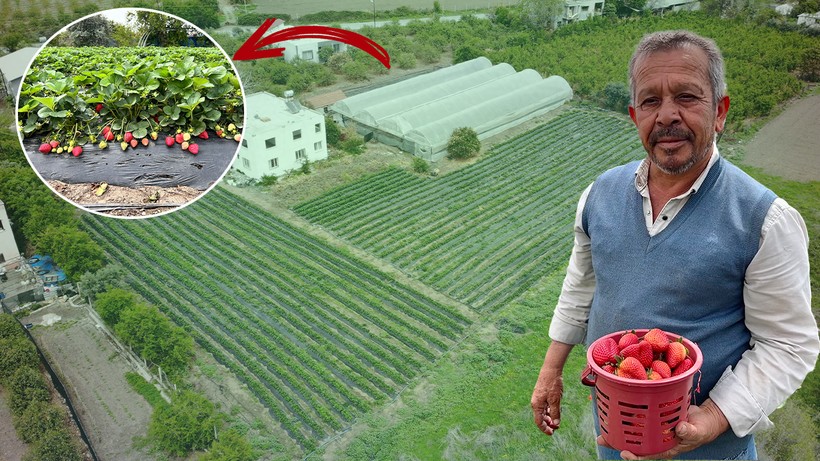 Çiftçiden 'Zirai Don' Felaketine Akılalmaz Yöntem! Çileklerini Nasıl Kurtardı?
