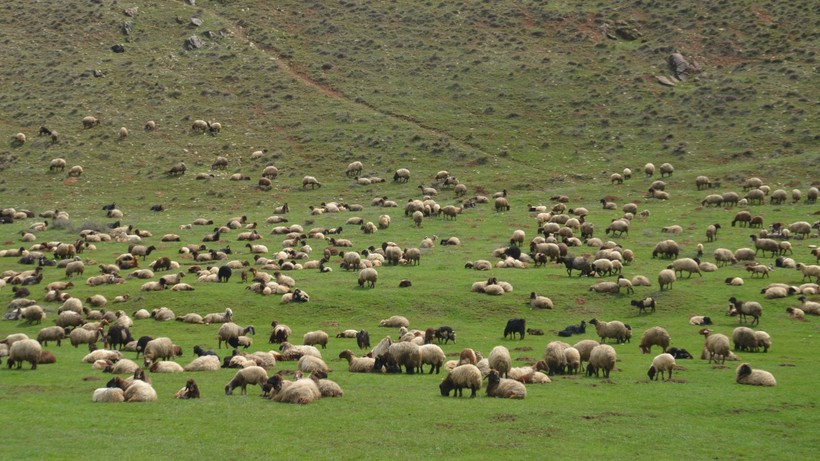 Karlar Eridi, Meralar Yeniden Hayvanlara Kaldı