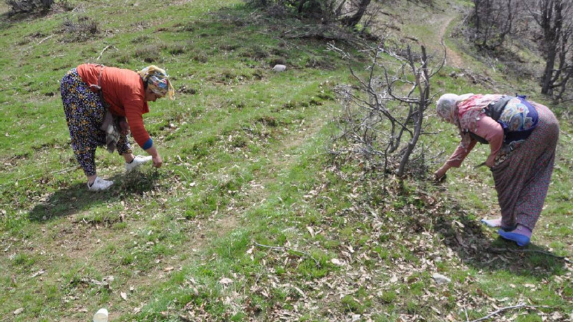 Sason Dağlarında Büyük Emeklerle Toplanıyor! 5 Saat Yürüyorlar Kilosunu 10 Bin Liraya Satıyorlar
