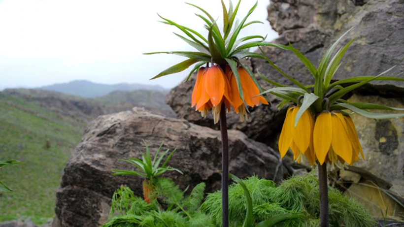 Yalnızca 30 Gün Yaşayabiliyor, Jandarma Nöbet Tutuyor: Dokunana 244 Bin Lira Ceza Kesiliyor