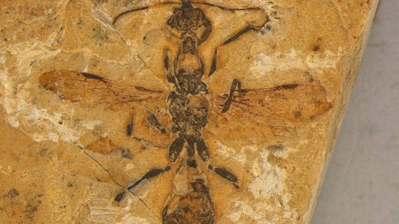 'Cehennem Karıncası' Fosili Bulundu! Tam 113 Milyon Yıllık...