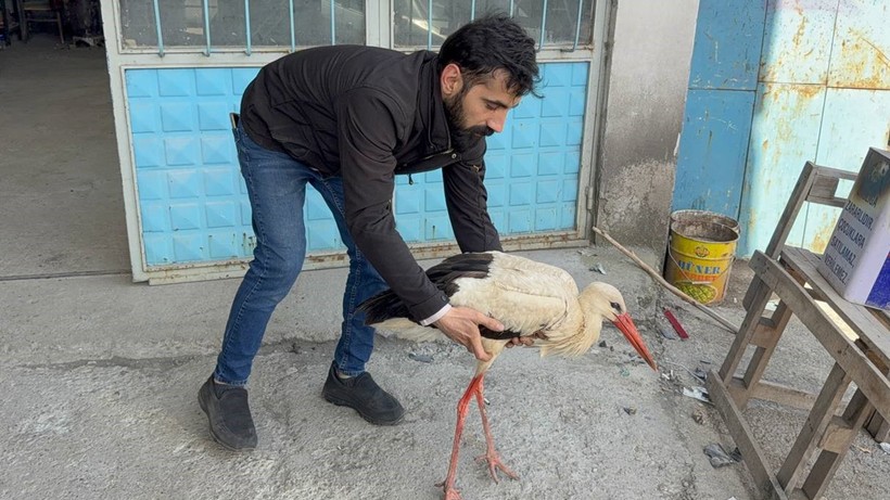 Yorgun Leylek Sanayi Sitesine Sığındı