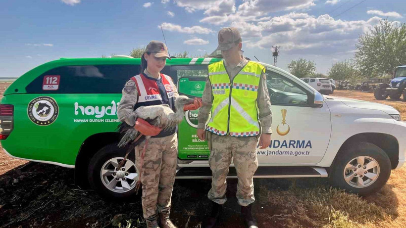 Şanlıurfa'da Yaralı Leyleğe Acil Müdahale