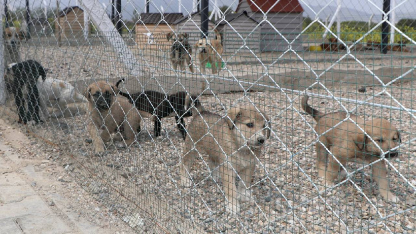 Söke Belediyesi'nden Sokak Hayvanlarına Şefkat Eli