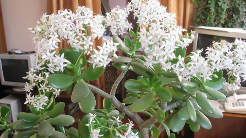 Bu Çiçek Mutluluğu ve Parayı Mıknatıs Gibi Çekiyor! Zenginler Evlerinin Özellike O Bölgesine Koyuyor