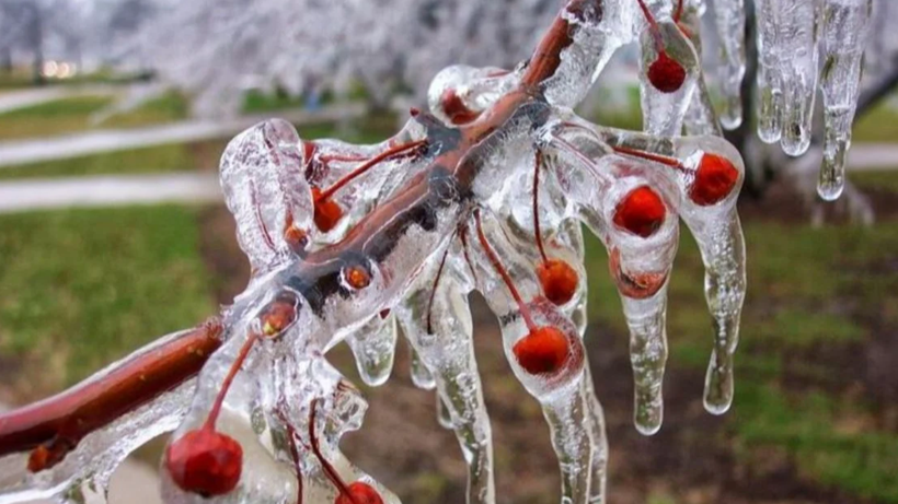 CHP'li Erhan Adem'den 'Zirai Don' Sonrası Çağrı: 'Destek Mekanizmaları Hızlıca Devreye Sokulmalı'