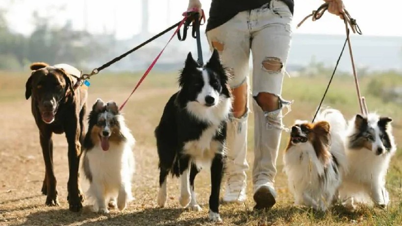 Evcil Hayvan Sahipleri Dikkat! Köpek Tasmalarının Yerini Artık Onlar Alıyor