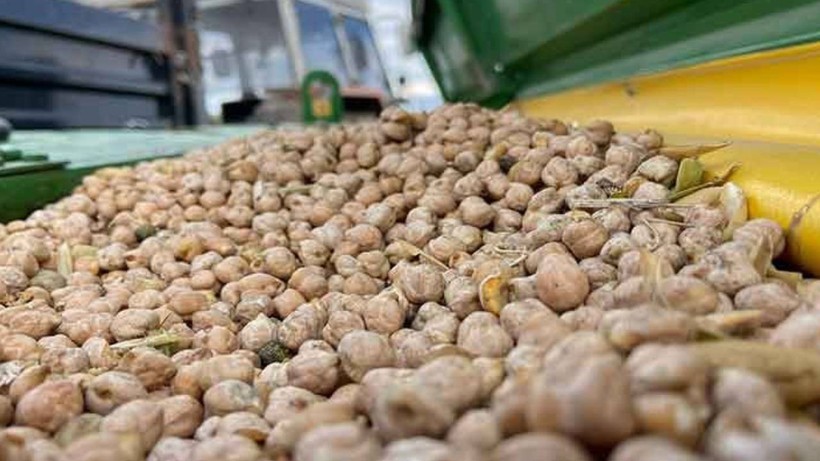Karsta 40 Dönümlük Arazide Üretime Başladı! Yaz Sonu Hasat Yapılacak