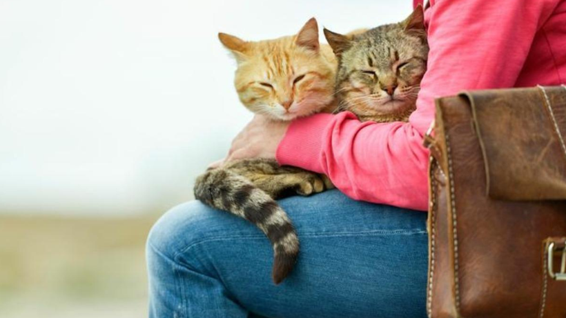 Kediler Vücudunuzun O Bölgelerinde İşte Bu Yüzden Uyuyor