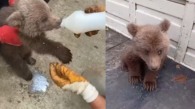 Tarlada Bulunan Yavru Ayı Koruma Altına Alındı
