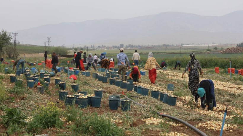 Çiftçiye Bayram Ettiren Hasat: Tek Tek Toplanıp Çuvalla Satılıyor, Faydası Saymakla Bitmiyor