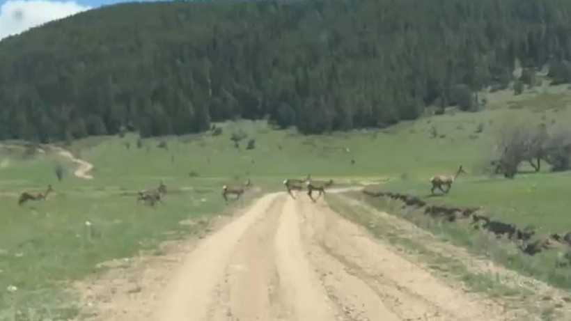 Kıbrıscık Yaylası’nda Ceylan Sürüsü Görüntülendi