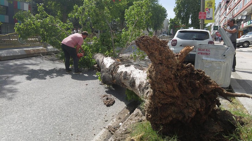 Edirne'de Devrilen Ağaç Yolu Trafiğe Kapattı