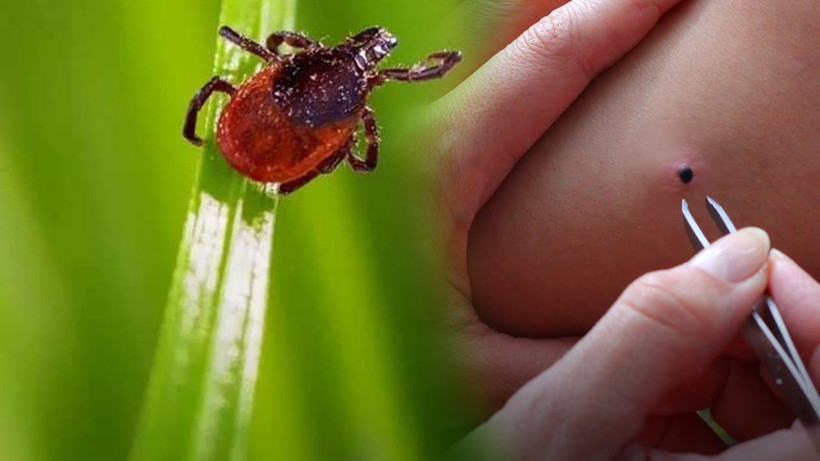 Kurban Bayramı Öncesi Kritik Uyarı! Kabus Geri Döndü, İlk Vaka Tespit Edildi