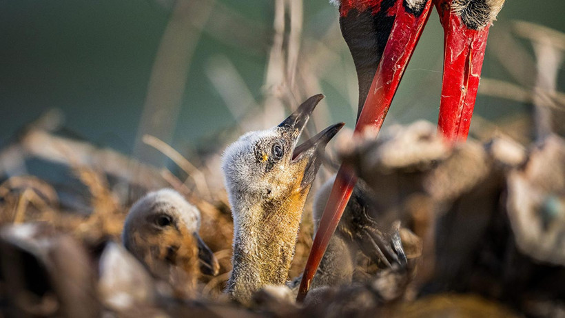 Yaren Leylek’in Ailesi Büyüyor, Yuvada 4 Yavru Katıldı