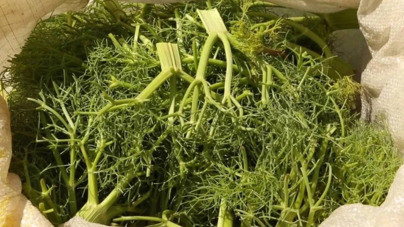 Her Bir Dalı Şifa Deposu, Hasadı Başladı! 1200 Rakımlı Bölgede Kendiliğinden Yetişiyor