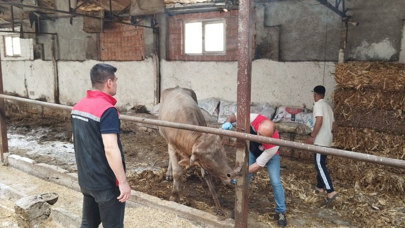 Çorum’da Hayvan Pazarları Şap Hastalığı Nedeniyle Kapatıldı