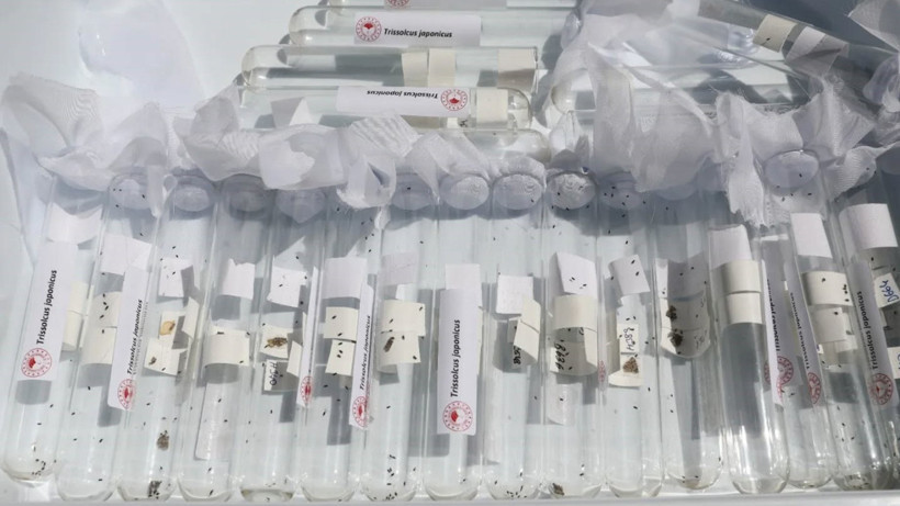 Ne Eşek Ne de Bal! Hepsi Samuray Arısı... 6 Bini Birden Doğada