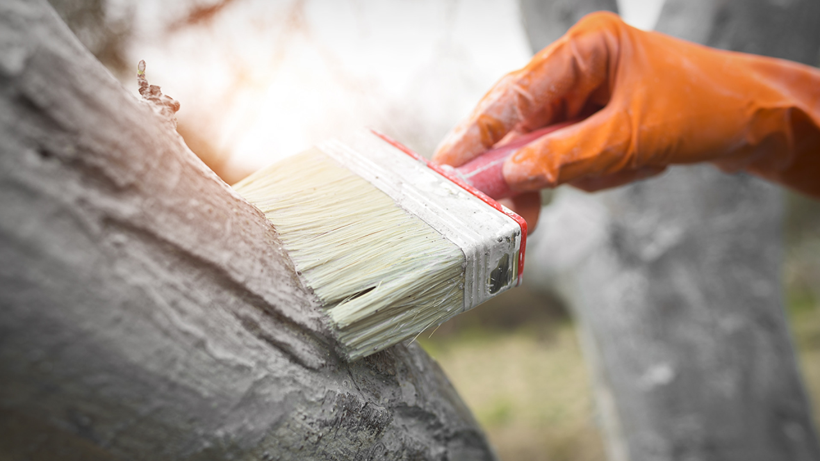 Ağaç Gövdelerine Neden Kireç Sürülüyor? İşte Sebebi Bu