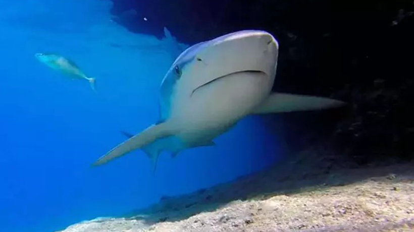 Avustralya’da Plajda Dehşet! Köpek Balığı Saldıran Kişi Hastanelik Oldu