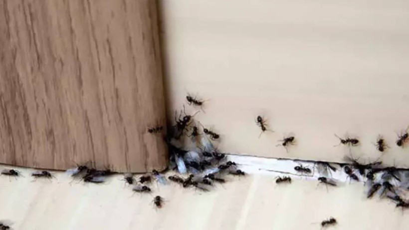 Evdeki Böcek ve Karıncaları Anında Yok Ediyor! Sirke ve Karbonattan 100 Kat Daha Etkili