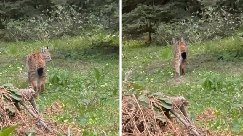 Bolu Mengen’de Nesli Tehlike Altındaki Vaşak Görüntülendi