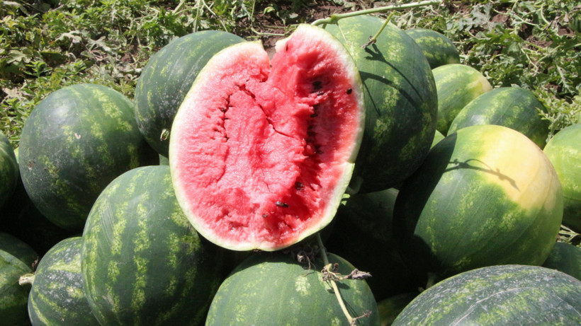 Don Vurmuştu... Adana'da İlk Karpuz Hasadı Başladı: Kilosu Bakın Kaç TL'den Satıldı