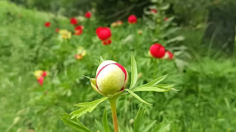 Sadece 10 Gün Yaşıyor: Dokunana 557 Bin TL Ceza Kesiliyor