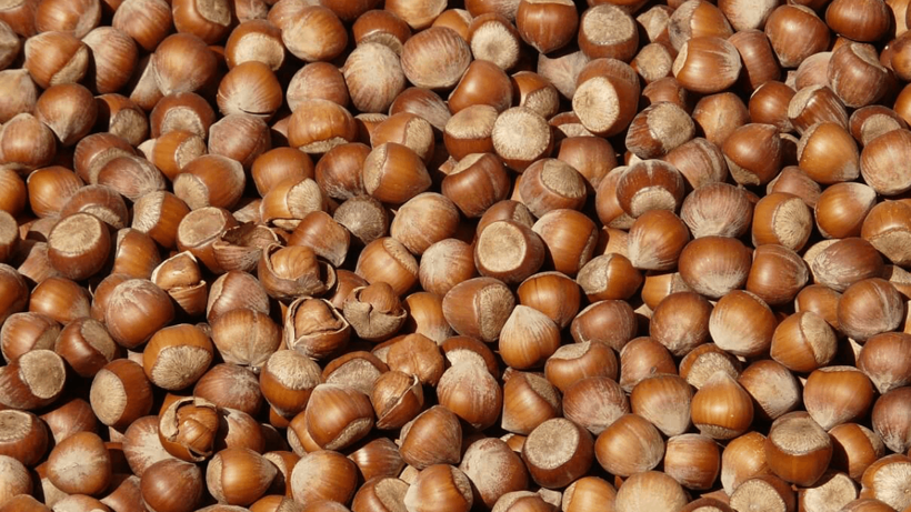 Türkiye'den Hollanda'ya Gönderilen Fındıkta Büyük Tehlike