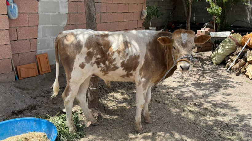 Firari Buzağı 9 Ay Sonra Bulundu