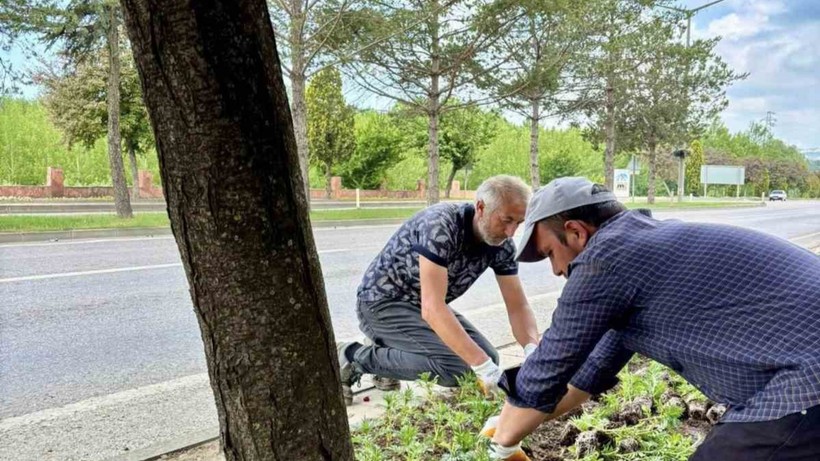 Kastamonu'nun Her Köşesine Ekildi! Sayısı 70 Bini Aştı... Renk Renk