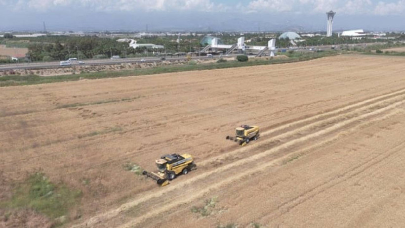 Antalya Aksu'da Hasat Başladı! Dekarda Rekor Kırıldı
