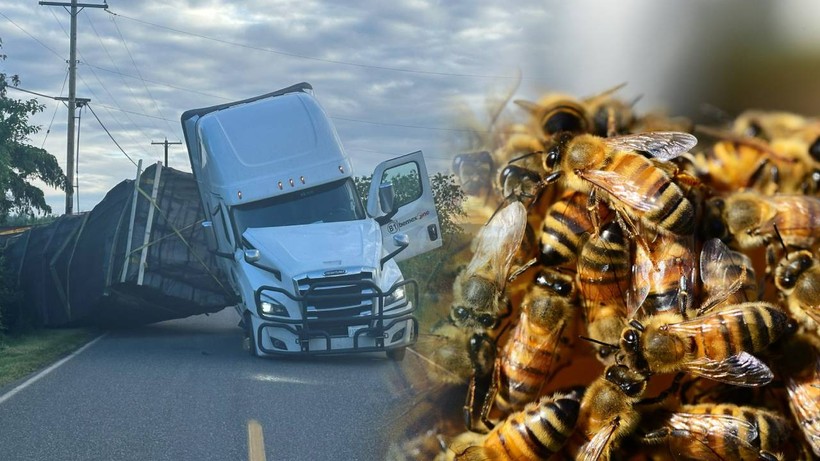 ABD'de Kamyon Kazası: 250 Milyon Arı Serbest Kaldı